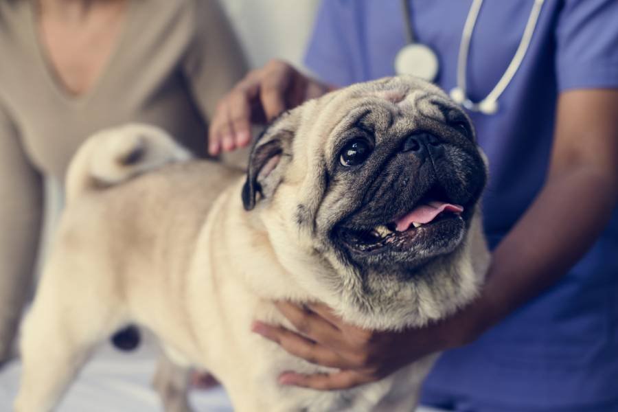 Clinic for C-Section for pets in Auckland